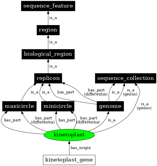 Graph image for SO:0000741