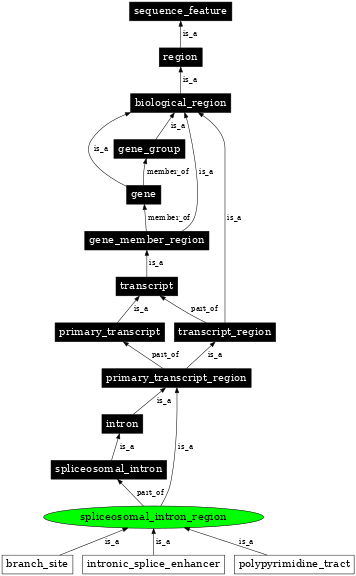 Graph image for SO:0000841