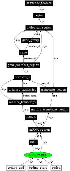 Graph image for SO:0000851