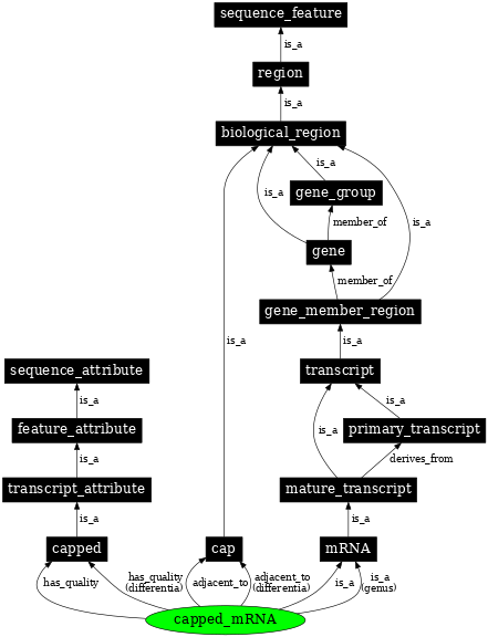 Graph image for SO:0000862