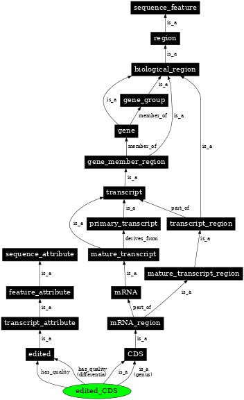 Graph image for SO:0000935