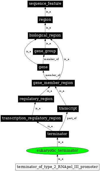 Graph image for SO:0000951