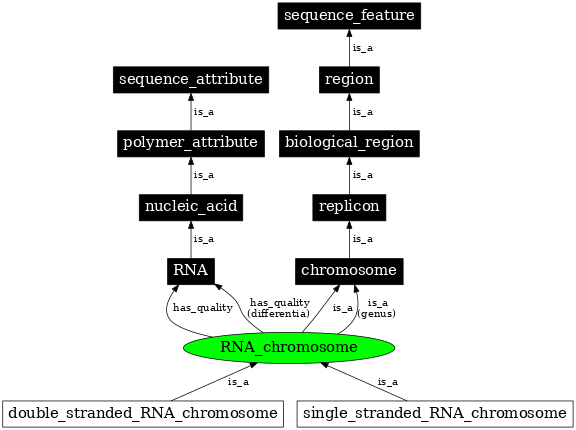 Graph image for SO:0000961