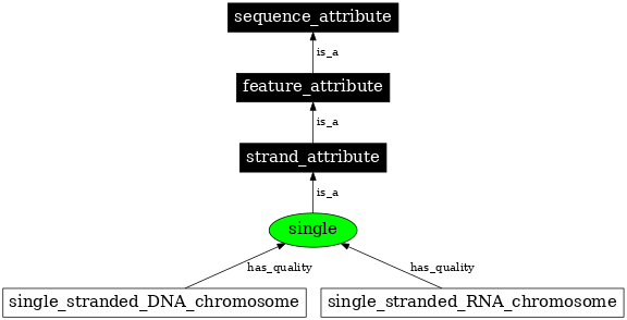 Graph image for SO:0000984