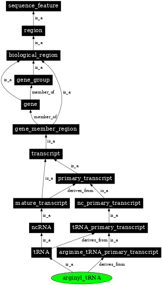 Graph image for SO:0001036