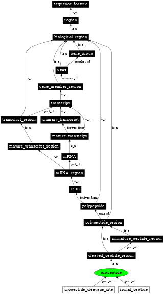 Graph image for SO:0001062