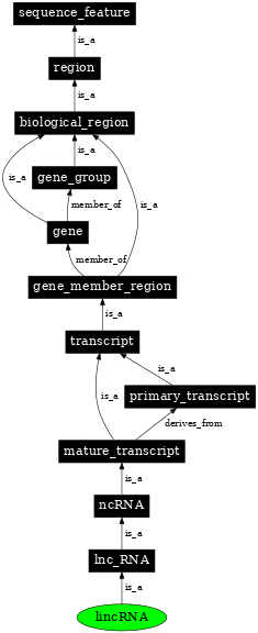 Graph image for SO:0001463