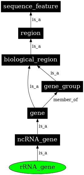 Graph image for SO:0001637