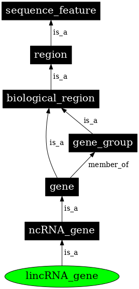 Graph image for SO:0001641