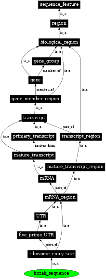 Graph image for SO:0001647