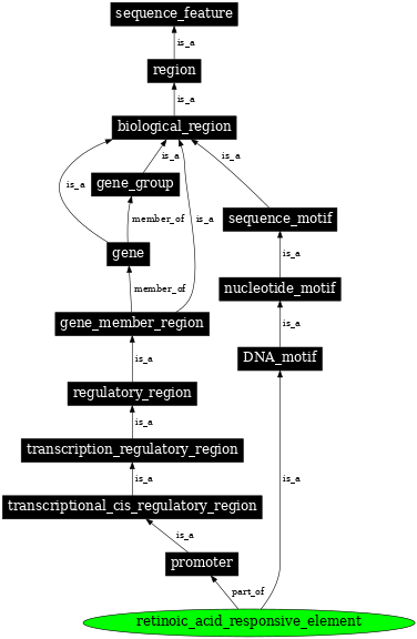 Graph image for SO:0001653