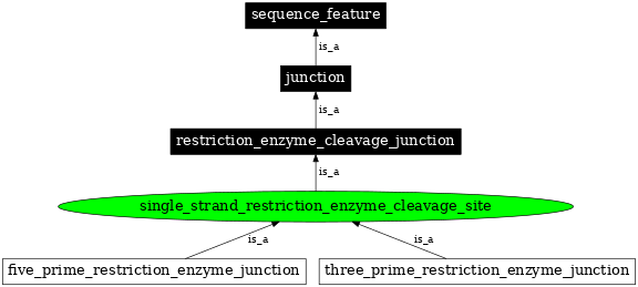 Graph image for SO:0001694