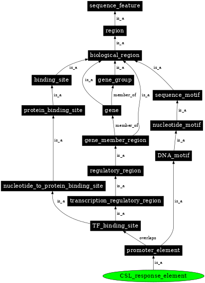 Graph image for SO:0001839