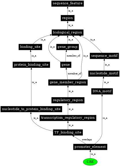 Graph image for SO:0001843