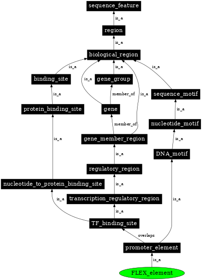 Graph image for SO:0001846