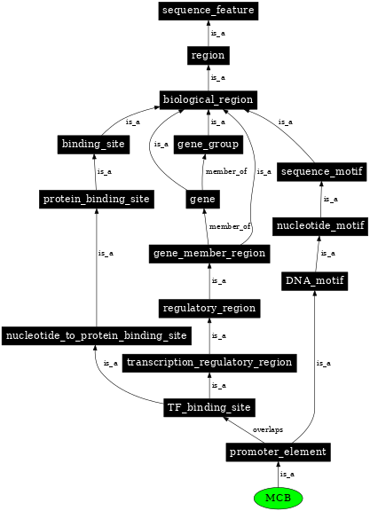 Graph image for SO:0001855