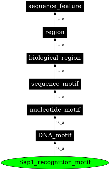 Graph image for SO:0001864