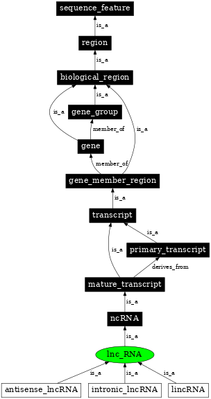 Graph image for SO:0001877