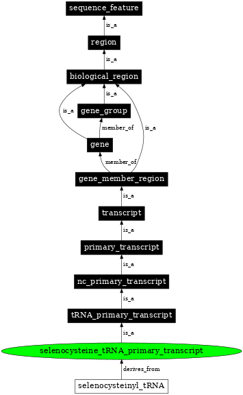 Graph image for SO:0005856