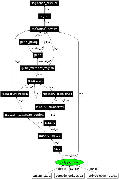Graph image for SO:0000104