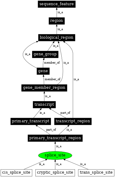 Graph image for SO:0000162