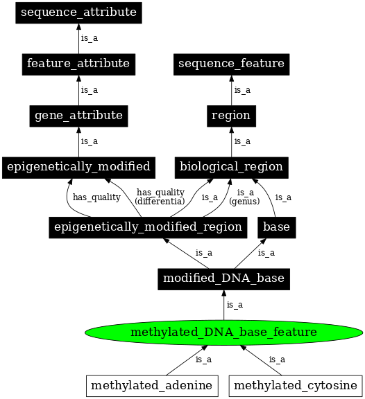 Graph image for SO:0000306