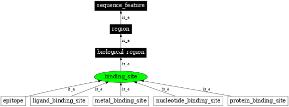 Graph image for SO:0000409
