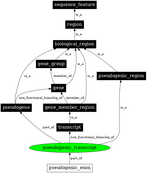 Graph image for SO:0000516