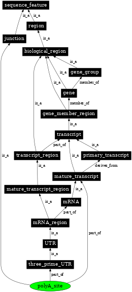Graph image for SO:0000553