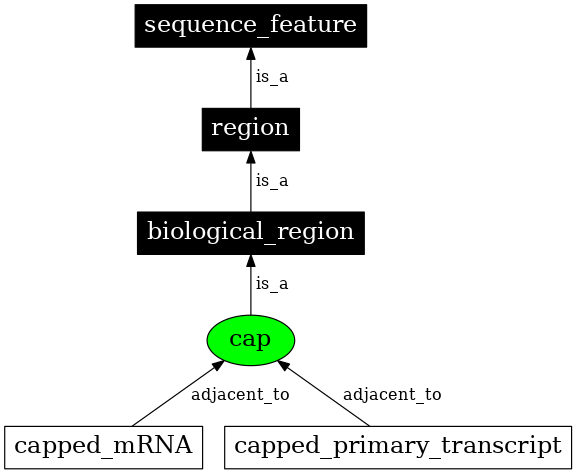 Graph image for SO:0000581