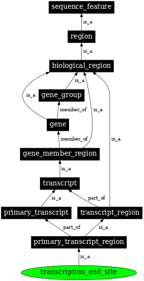 Graph image for SO:0000616