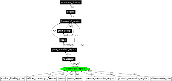 Graph image for SO:0000833