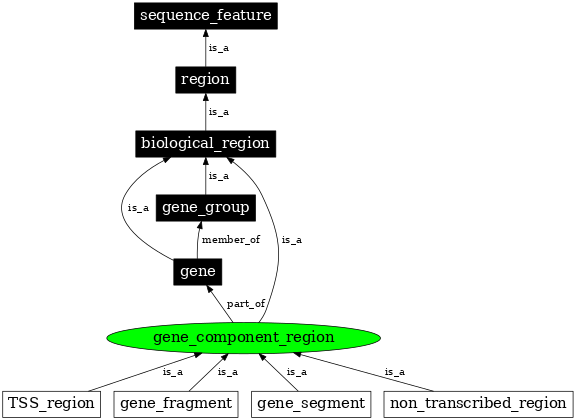 Graph image for SO:0000842