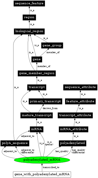 Graph image for SO:0000871