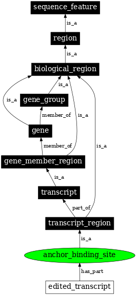 Graph image for SO:0000977