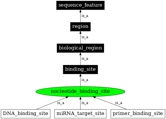 Graph image for SO:0001655