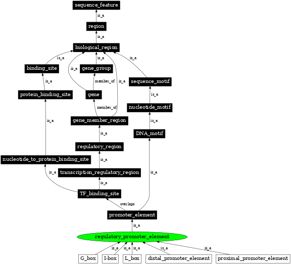 Graph image for SO:0001678