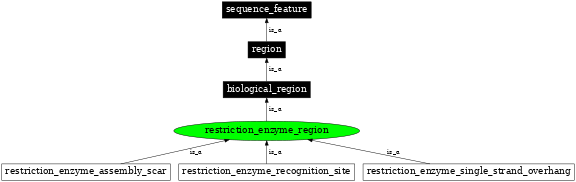Graph image for SO:0001954