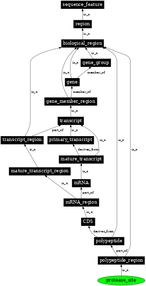 Graph image for SO:0001956