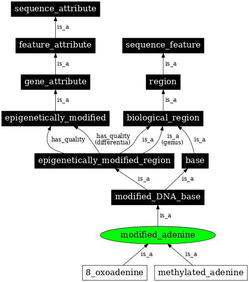 Graph image for SO:0001962