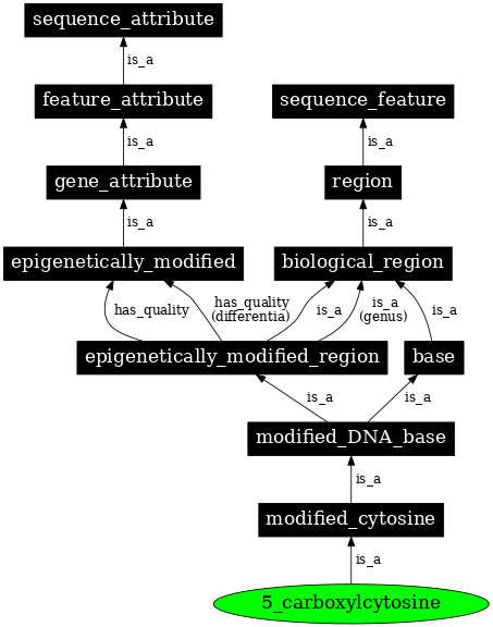 Graph image for SO:0001966