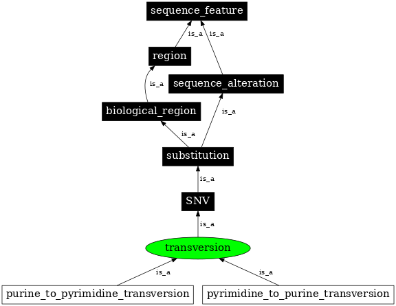 Graph image for SO:1000017