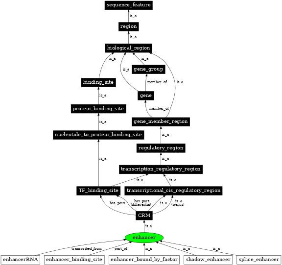 Graph image for SO:0000165