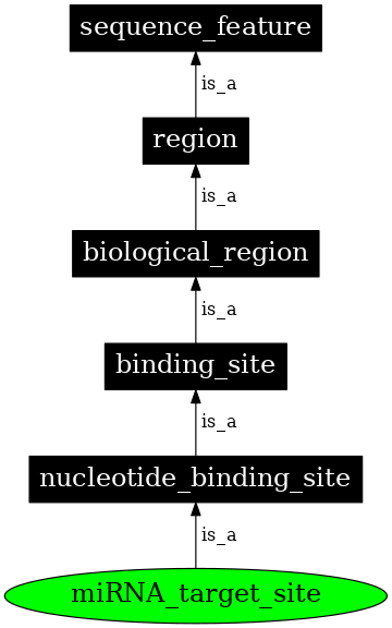 Graph image for SO:0000934