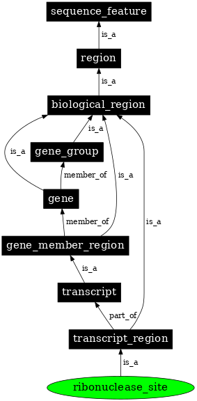 Graph image for SO:0001977