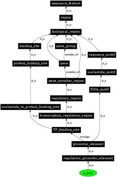 Graph image for SO:0001981