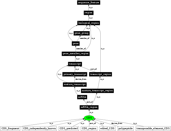 Graph image for SO:0000316