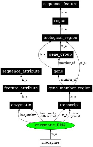 Graph image for SO:0000372