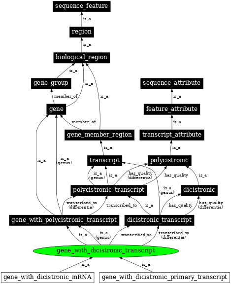 Graph image for SO:0000692