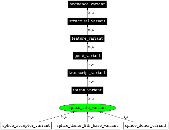 Graph image for SO:0001629